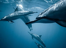 吃瓜51越聊越不对劲，难怪风向突然变了